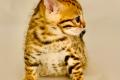 Bengal Katzen Kitten in braun und silver