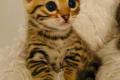 Bengal Katzen Kitten in braun und silver