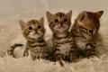 Bengal Katzen Kitten in braun und silver