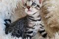 Bengal Katzen Silver