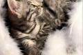 Bengal Katzen Silver