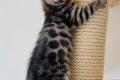 Bengal Katzen Silver