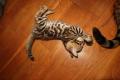 Bengal Kitten