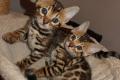 Bengal Kitten