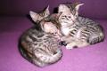 Bengal-Kitten aus liebevoller Familienaufzucht Ende März Abgabe