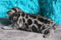 Bengal Kitten aus seriöser Zucht mit Stammbaum