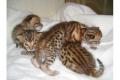 Bengal- Kitten kleine Leoparden