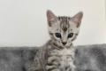 Bengal Kitten reinrassig, männlich in Silber Silver und Stammbaum
