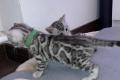 Bengal Kitten reinrassig, männlich in Silber Silver 