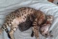 Bengal kitten mit Stammbaum