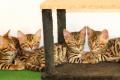 Bengal Kitten verschmuste