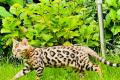 Bengal kitten zwei Weibchen brown und snow mink