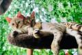 Bengal kitten zwei Weibchen brown und snow mink