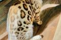 Bengal kitten zwei Weibchen brown und snow mink