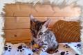 Bengalen / Bengal Katze & Kater brown rosetted
