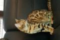 Bengalkatzen Mädchen 1 Jahr alt