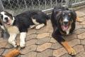 Berner Seener Mix