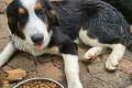 Berner Seener Mix