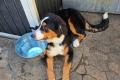 Berner Seener Mix