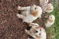 Bezaubernde Golden Retriever Welpen mit Ahnentafel