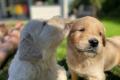 Bezaubernde Golden Retriever Welpen mit Ahnentafel