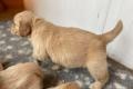 Bezaubernde Golden Retriever Welpen mit Ahnentafel