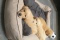 Bezaubernde Golden Retriever Welpen mit Ahnentafel