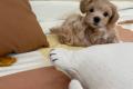 Bezaubernde Maltipoo Welpen (F1b Verpaarung) suchen ab sofort ein