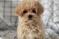 Bezaubernde Maltipoo Welpen (F1b Verpaarung) suchen 
