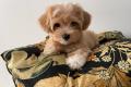 Bezaubernde Maltipoo Welpen (F1b Verpaarung) suchen 