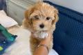 Bezaubernde Maltipoo Welpen (F1b Verpaarung) suchen 