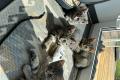 BHK Mischling Kitten