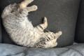 BHK Mischling Kitten