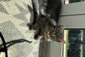 BHK Mischling Kitten