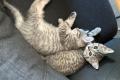 BHK Mischling Kitten