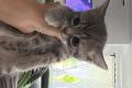 BHK Mischling Kitten