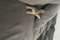 BHK Mischling Kitten