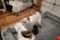 BHK Mischling Kitten