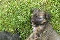 Yorkshire Terrier  Mischlinge