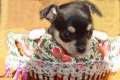 Bildchöne mini Chihuahua kurzhaar Welpen mit Stammbaum FCI