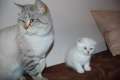BKH & Scottish Fold Kitten