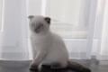 BKH Britisch Kurzhaar Scottish Fold Kitten weibchen