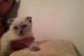 BKH Britisch Kurzhaar Scottish Fold Kitten weibchen