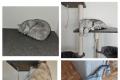 BKH Kater Silver Tabby