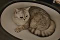 BKH Kater Silver Tabby