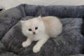 BKH Kitten