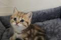 BKH Kitten