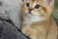 BKH Kitten