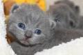 BKH Kitten in Farbe blau...