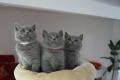 BKH Kitten reinrassig Blue